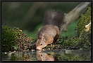 Eekhoorn, Red Squirrel, Sciurus vulgaris Location: Hof van Twente, the Netherlands eekhoorn MG 0629 300 dpi kopie
